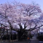 宝蔵寺桜