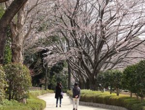 赤山城跡の桜