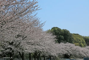 見沼代用水東縁の桜