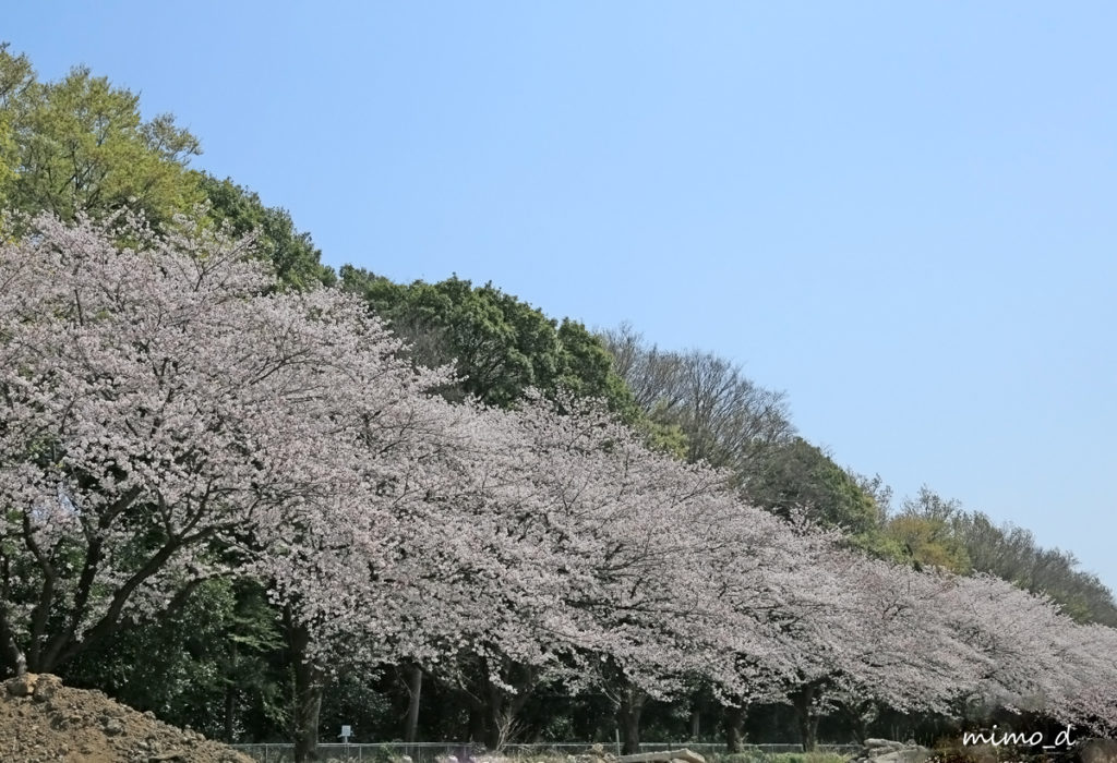 見沼代用水東縁の桜