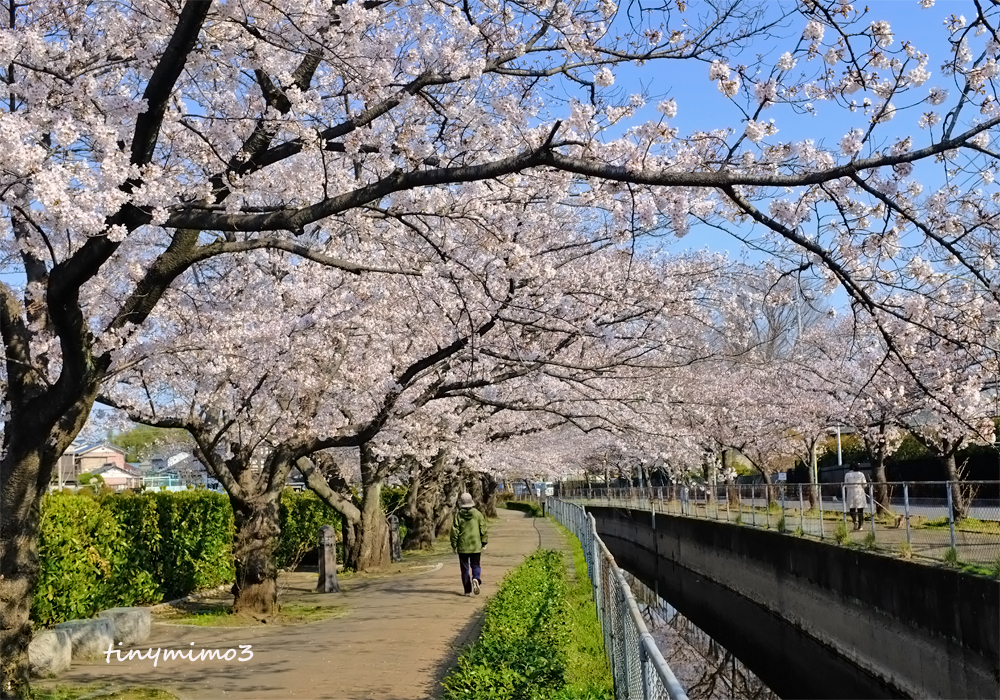 神根の桜が開花しました | 新井宿駅と地域まちづくり協議会