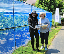 ブルーベリー摘み