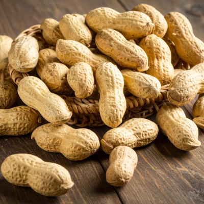 落花生収穫体験