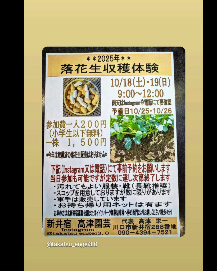 落花生収穫体験