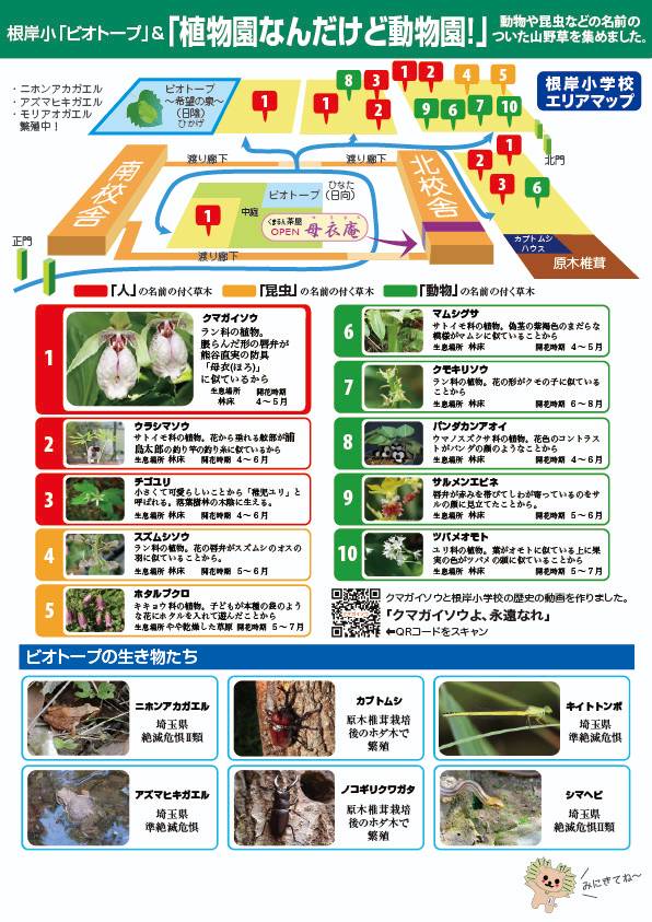 クマガイソウまつり